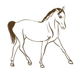 horse line art drawing. hand drawn vector illustration