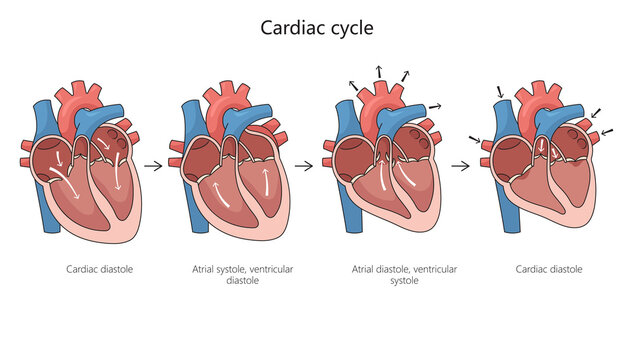 Cardiac cycle diagram hand drawn schematic raster illustration. Medical science educational illustration