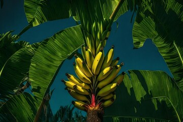 Obraz premium jungle with trees