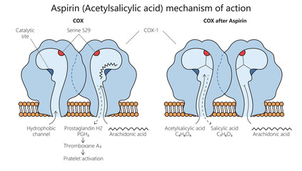acetylsalicylic acid aspirin mechanism of action diagram hand drawn schematic raster illustration. Medical science educational illustration