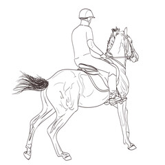 horse rider line art hand drawn illustration. equestrian sport training theme. vector