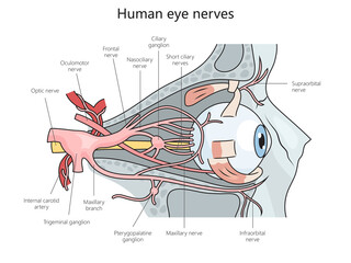Human eye nerves structure diagram hand drawn schematic raster illustration. Medical science educational illustration