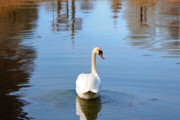 swan on the lake