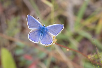 butterfly on a flower