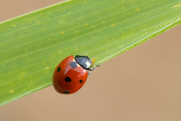 ladybug on grass © Kenan