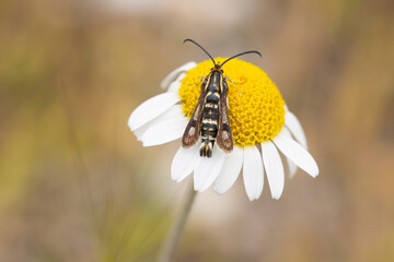 bee on daisy