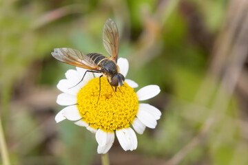 bee on a flower