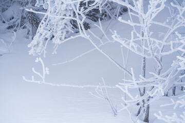 Frozen snow covered trees on a mountain