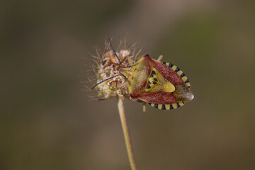 bug on a flower