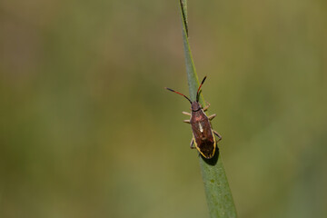 Fototapeta premium bug on a leaf