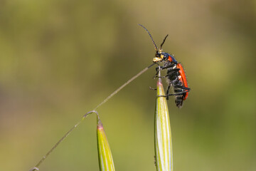 bug on a leaf
