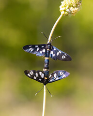 butterfly on a flower