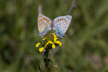 butterfly on a flower