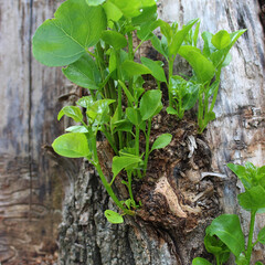 Young twigs with green leaves on a poplar tree trunk 
