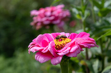 Obraz premium Macro of a honey bee on a pink zinnia blossom