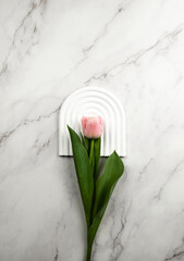 Top view of pink tulip on arch white tray, white marble background. Spring flower flat lay, copy space.