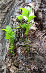 Young sprouts germinate on the trunk of an old tree
