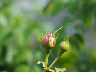 藤色のバラ　ルシエルブルー　つぼみ