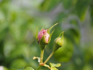 藤色のバラ　ルシエルブルー　つぼみ