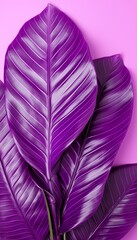 4K Colorful leaf AMOLED Wallpaper for Mobile