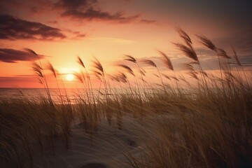 Dune grass against a sunset photography