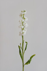 Elegant matthiola flower stem on white background. Aesthetic floral simplicity composition. Close up view flower