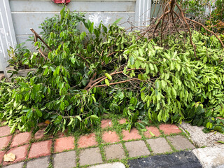 Cut pile of pruned tree branches stacked. Pile of stacked tree branches from tree trimming and pruning in the backyard.