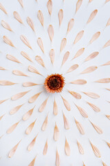 Minimal styled concept. Pale pink flower petals and bud on white background. Creative lifestyle,...