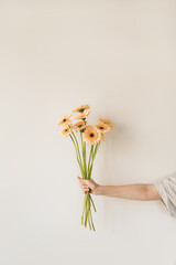 Gerbera flowers bouquet in female hands