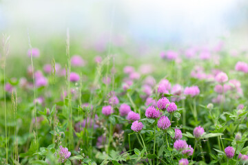 Background with a bright blooming clover meadow