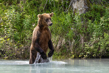 Grizzly at Crescent Lake, Alaska, US