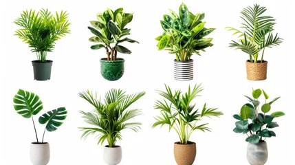 Foto op Canvas Collection of decorative houseplants isolated on white background © Media Srock