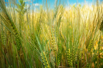 Low perspective close-up of green-yellow grain, June day