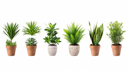 Fototapeta premium Collection of decorative houseplants isolated on white background