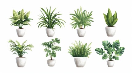Collection of decorative houseplants isolated on white background