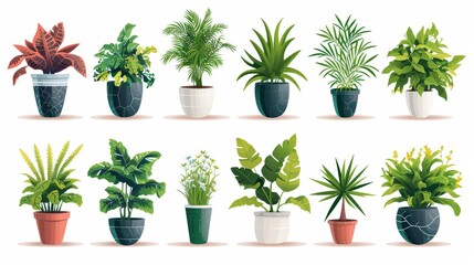 Collection of decorative houseplants isolated on white background