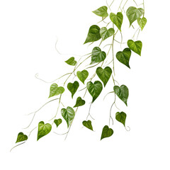 Set A climbing vine plant isolated on a transparent background - obrazy, fototapety, plakaty