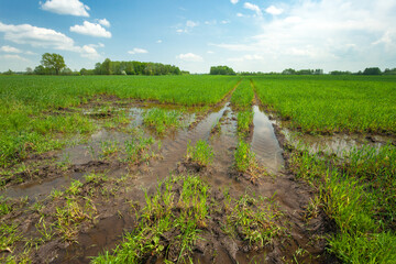 Green farmland flooded with water