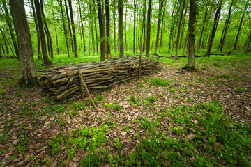Tree branches stacked in the forest