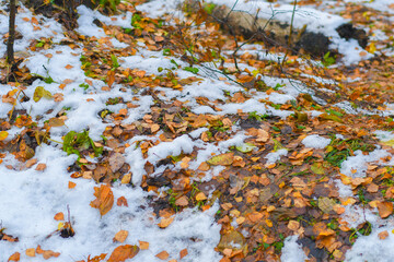 Yellow autumn leaves lie on the snow. First snow in the park.