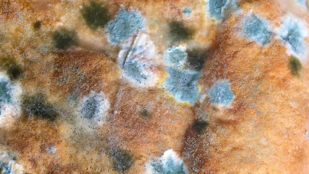 Mold on bread close-up macro. Mold on food. Fluffy mold spores as a background or texture. Mold fungus. Abstract background with copy space.