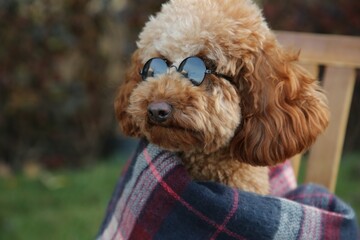 Cute fluffy dog with sunglasses wrapped in blanket outdoors