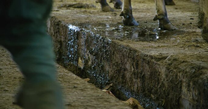 Farmer removing fresh urine from the cow bed with a shovel