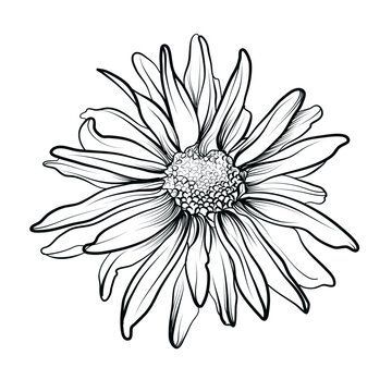 black and white drawing of a chrysanthemum flower vector