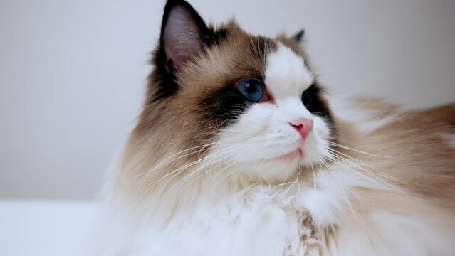 Close-up shot of a purebred ragdoll cat with pink nose, curious bicolour kitten with big blue eyes looking around and moving her ears, white whiskers, beautiful soft fur, domestic animals. popular pet
