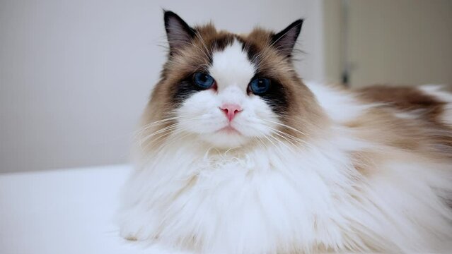 Beautiful ragdoll cat staring into the camera with her big blue eyes, kitten with soft fur lying on the table, pink nose, whiskers, purebred pet, domestic breed, furry friend, emotional support animal
