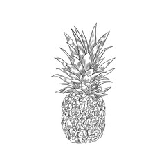 Illustration d'ananas style croquis 