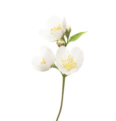 Fresh sprig of  Jasmine (Philadelphus) with white flowers and buds isolated on white background. Selective focus.