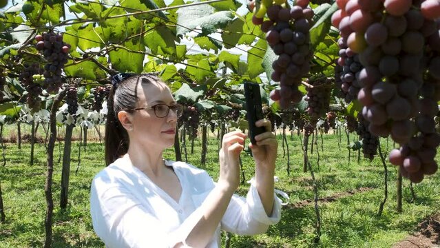 Brunette woman takes photos of grapes in vineyard