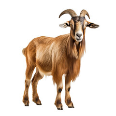  Somali goat isolated on transparent background
